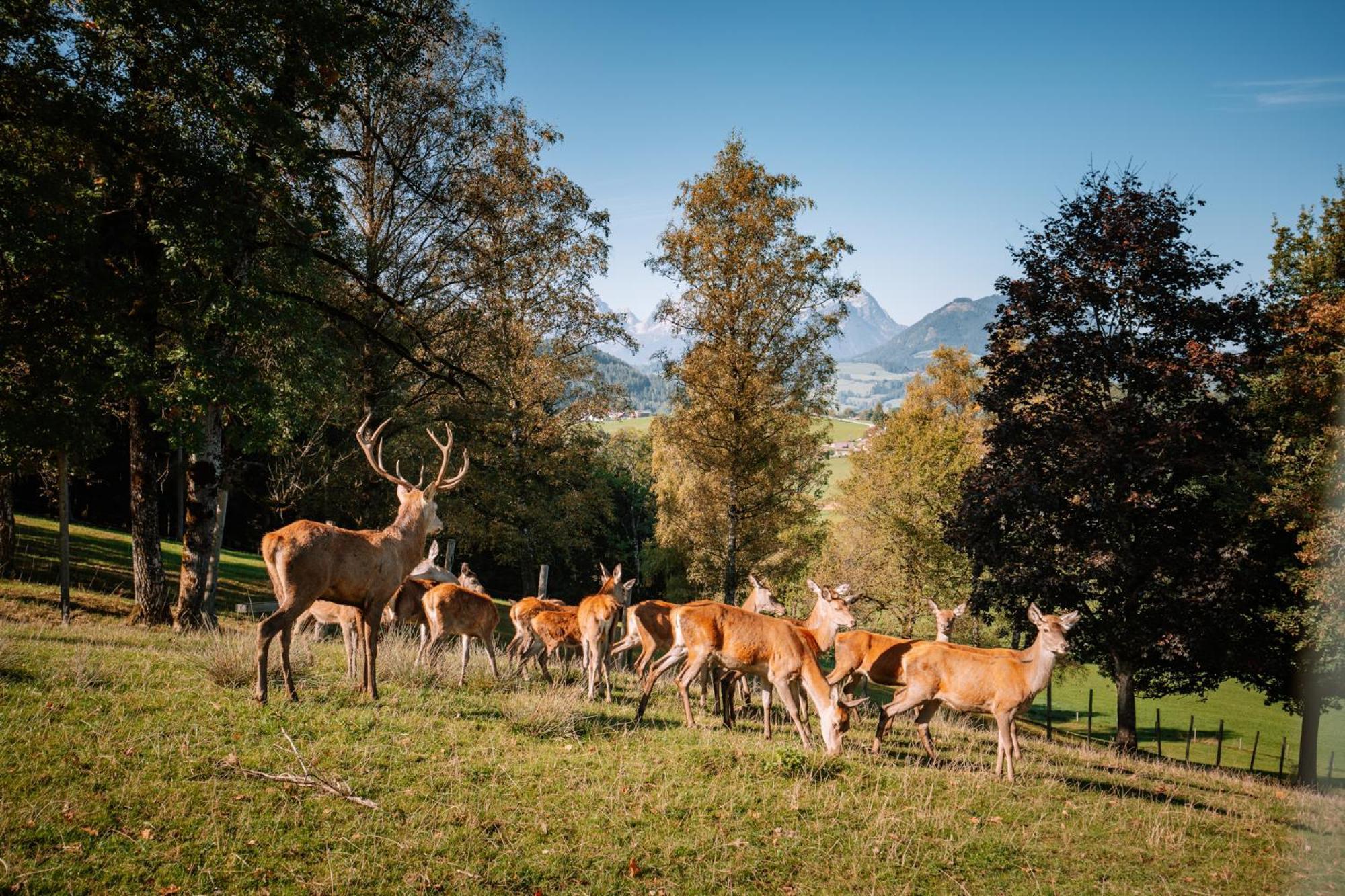Hotel Sperlhof Windischgarsten Bagian luar foto